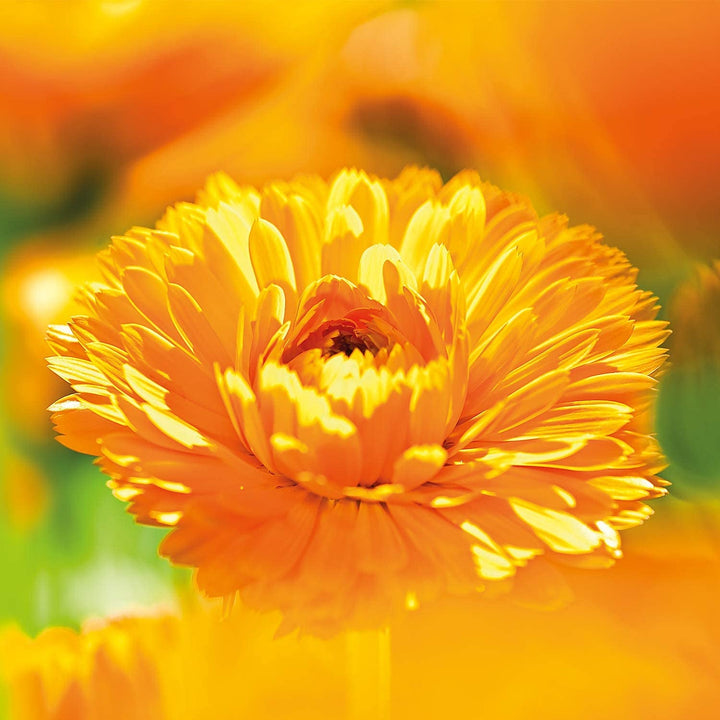 WELEDA Organic Baby Calendula Care Milk - Loțiune de corp cosmetică naturală cu ulei de migdale și ceară de albine pentru îngrijirea și curățarea pielii uscate a bebelușilor. Loțiune delicată de îngrijire a pielii pentru bebeluși și copii (1x 200ml)